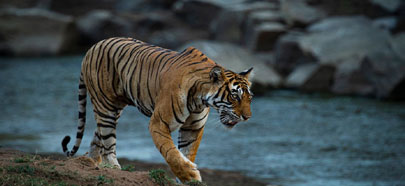 bandhavgarh