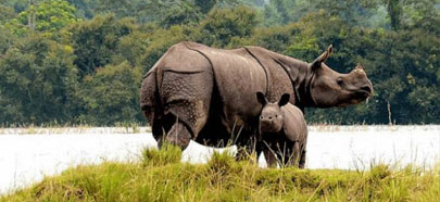 kaziranga