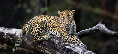 pench