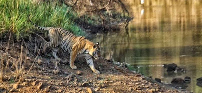 tadoba