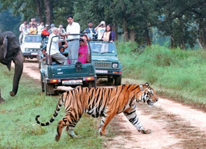 safari tour